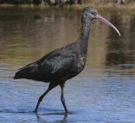 Puna Ibis