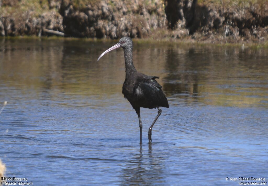 Puna Ibis