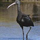 Ibis de Ridgway