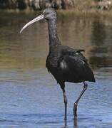 Puna Ibis