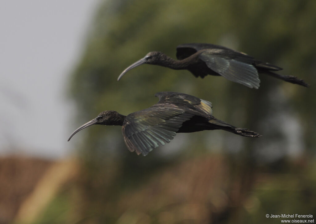 Ibis falcinelle