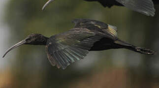 Ibis falcinelle