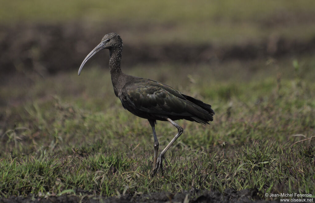 Ibis falcinelle