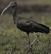 Glossy Ibis