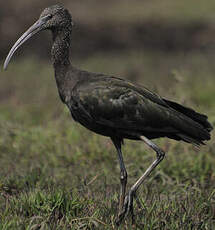 Ibis falcinelle