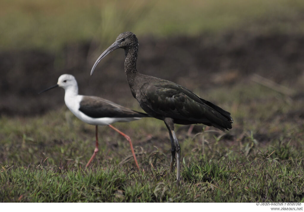 Ibis falcinelle