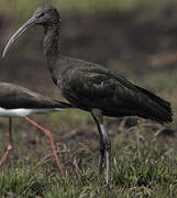 Glossy Ibis