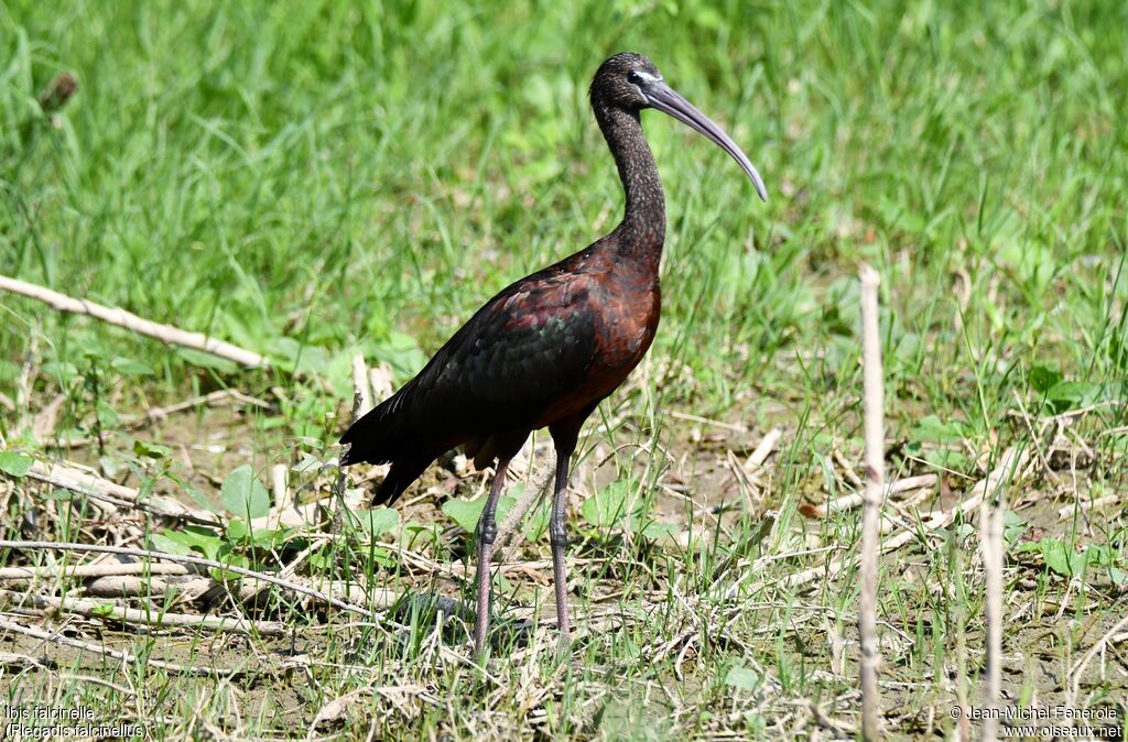 Ibis falcinelle