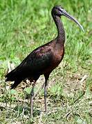 Glossy Ibis