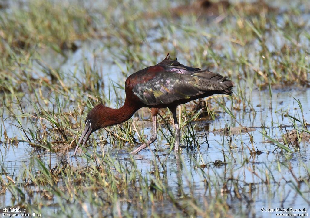 Ibis falcinelle