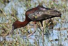 Ibis falcinelle