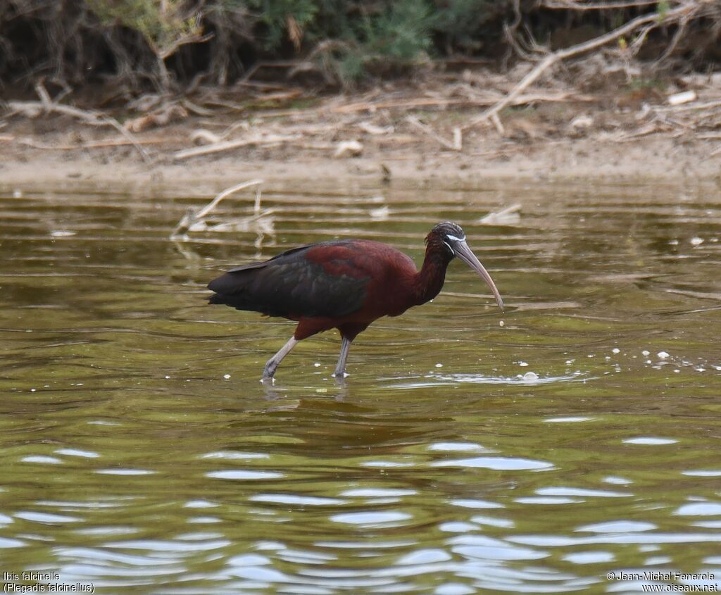 Ibis falcinelle