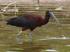 Ibis falcinelle