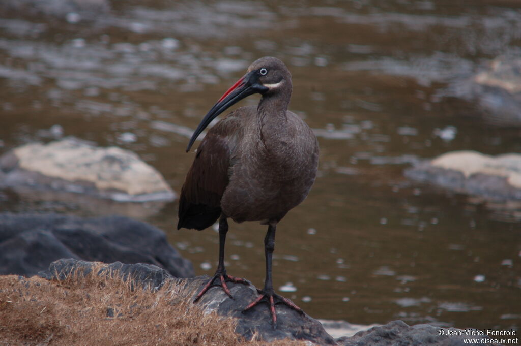 Hadada Ibis