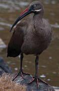 Hadada Ibis