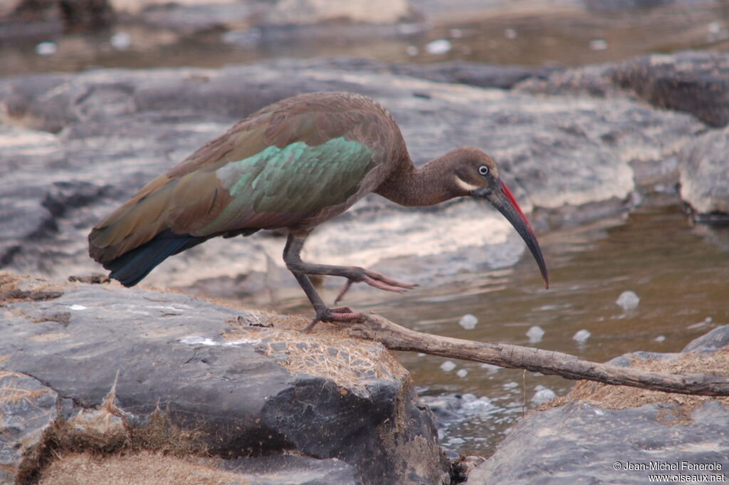 Ibis hagedash