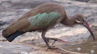 Hadada Ibis