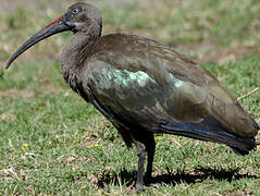 Hadada Ibis