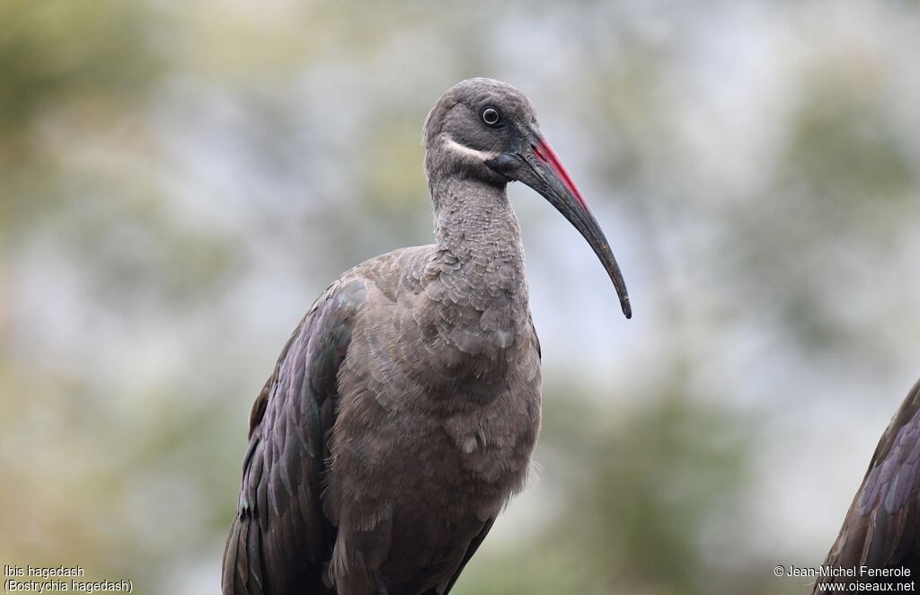 Hadada Ibis