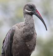 Hadada Ibis