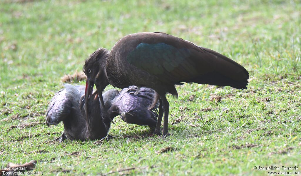 Hadada Ibis