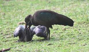 Hadada Ibis