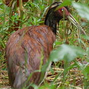 Madagascar Ibis