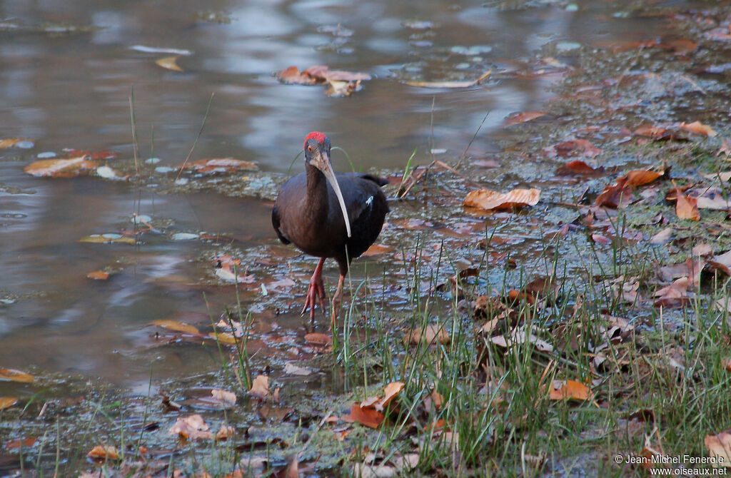 Red-naped Ibis