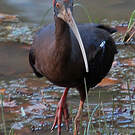 Ibis noir