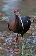 Red-naped Ibis