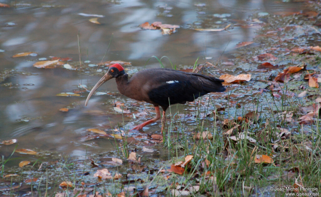 Red-naped Ibis