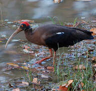 Red-naped Ibis