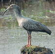 Ibis plombé