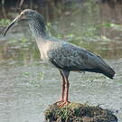 Ibis plombé