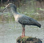 Ibis plombé