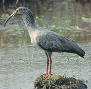 Ibis plombé