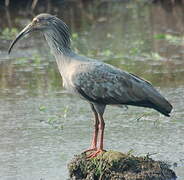 Plumbeous Ibis