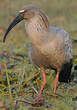 Ibis plombé