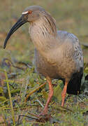 Plumbeous Ibis