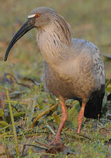 Ibis plombé