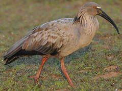 Plumbeous Ibis