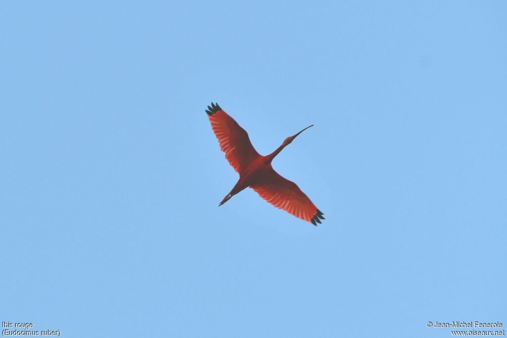 Scarlet Ibis