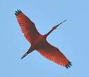 Ibis rouge