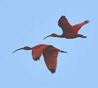 Ibis rouge