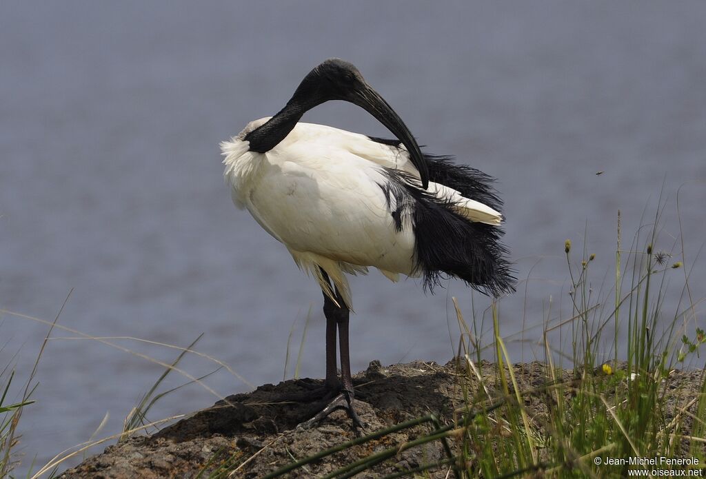 African Sacred Ibis