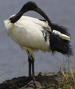 African Sacred Ibis