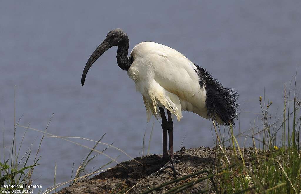 Ibis sacré