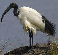 African Sacred Ibis