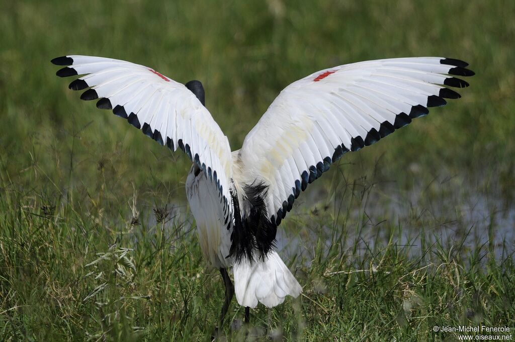 Ibis sacré