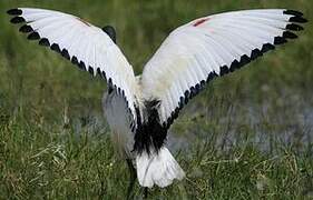 African Sacred Ibis